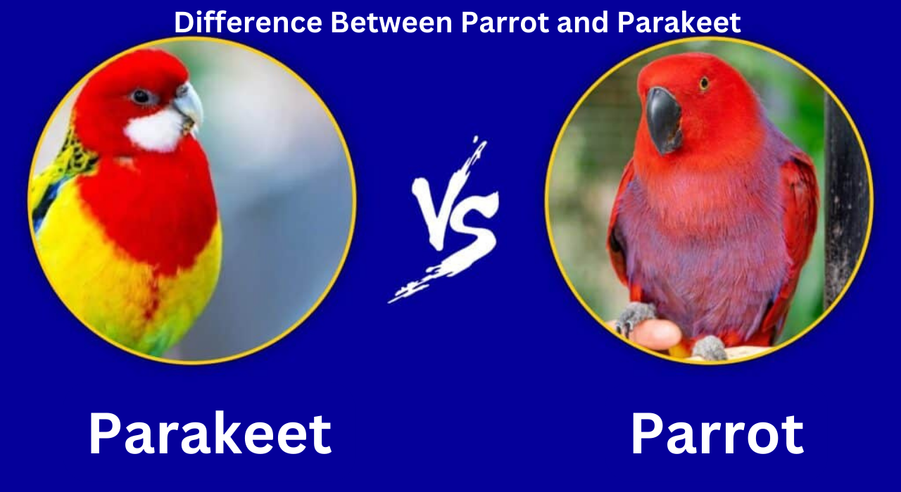 Difference Between Parrot and Parakeet