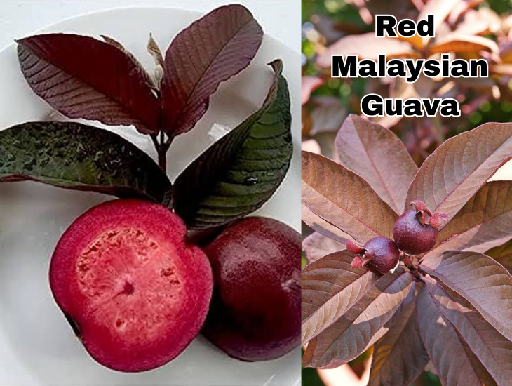 Red Malaysian Guava